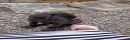 Cane Corso dogs for sale: Cane Corso Puppy 1 - Ad 10