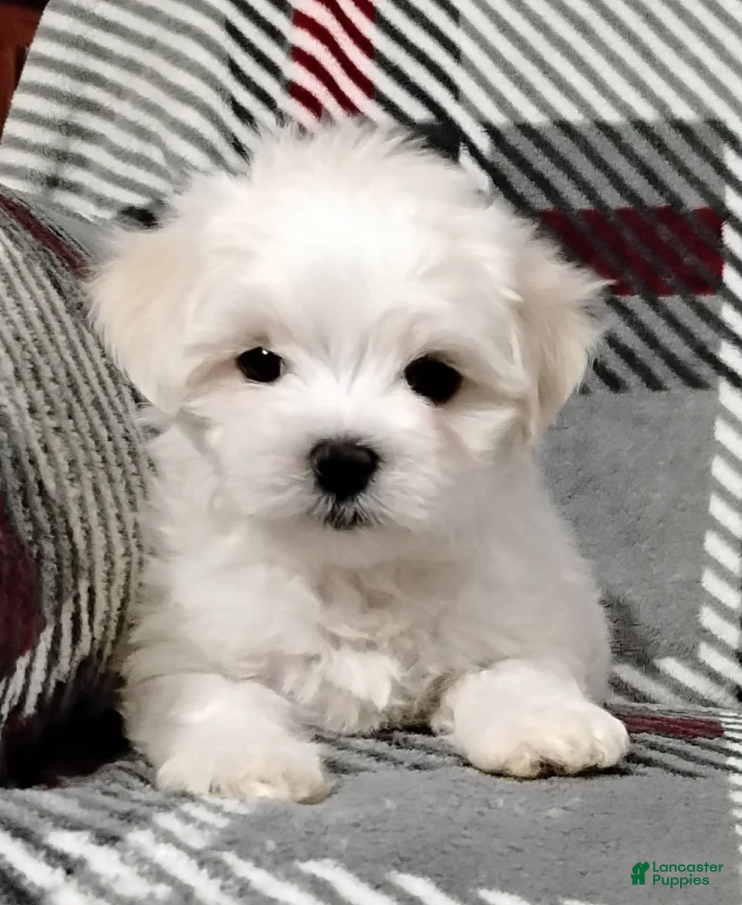 Maltese dogs for sale: Dakota - Ad 6