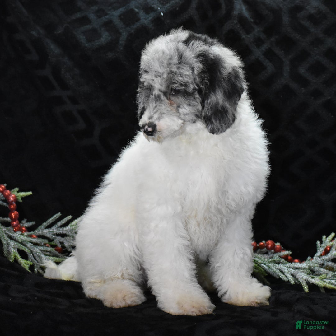 Miniature Poodle dogs for sale: Zoe - Ad 5
