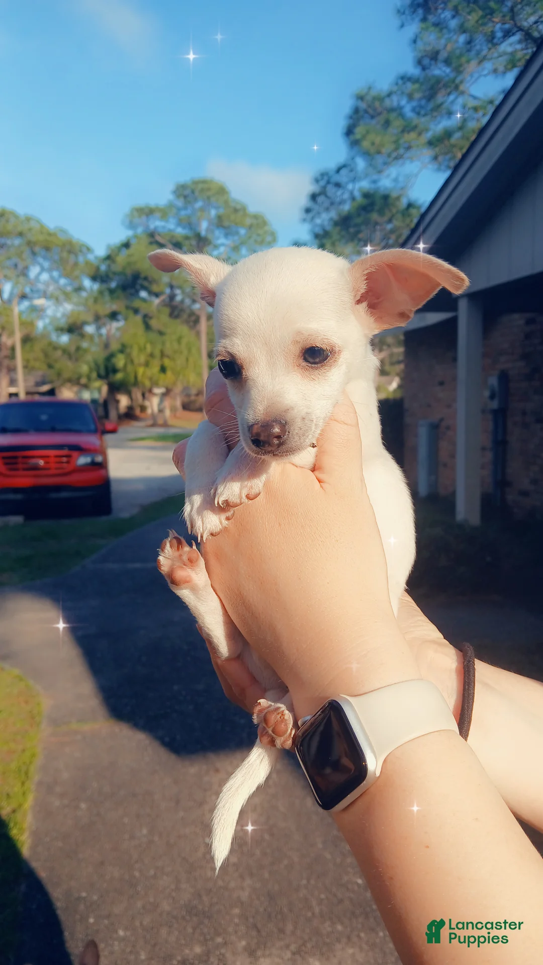 Chiweenie dogs for sale: Chiweenie Puppy 2 - Ad 2