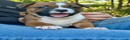 Staffordshire Bull Terrier dogs for sale: Foyt  - Ad 6