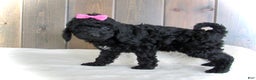 Mini Goldendoodle dogs for sale: Abby - Ad 9
