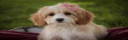 Mixed Breed dogs for sale: Tinker Bell MUNCHKIN BERNEDOODLE - Ad 1
