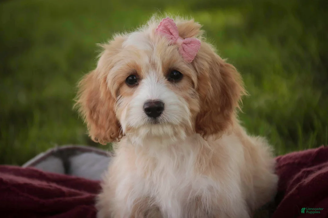 Mixed Breed dogs for sale: Tinker Bell MUNCHKIN BERNEDOODLE - Ad 1