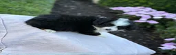 Miniature Australian Shepherd dogs for sale: Apple - Ad 8