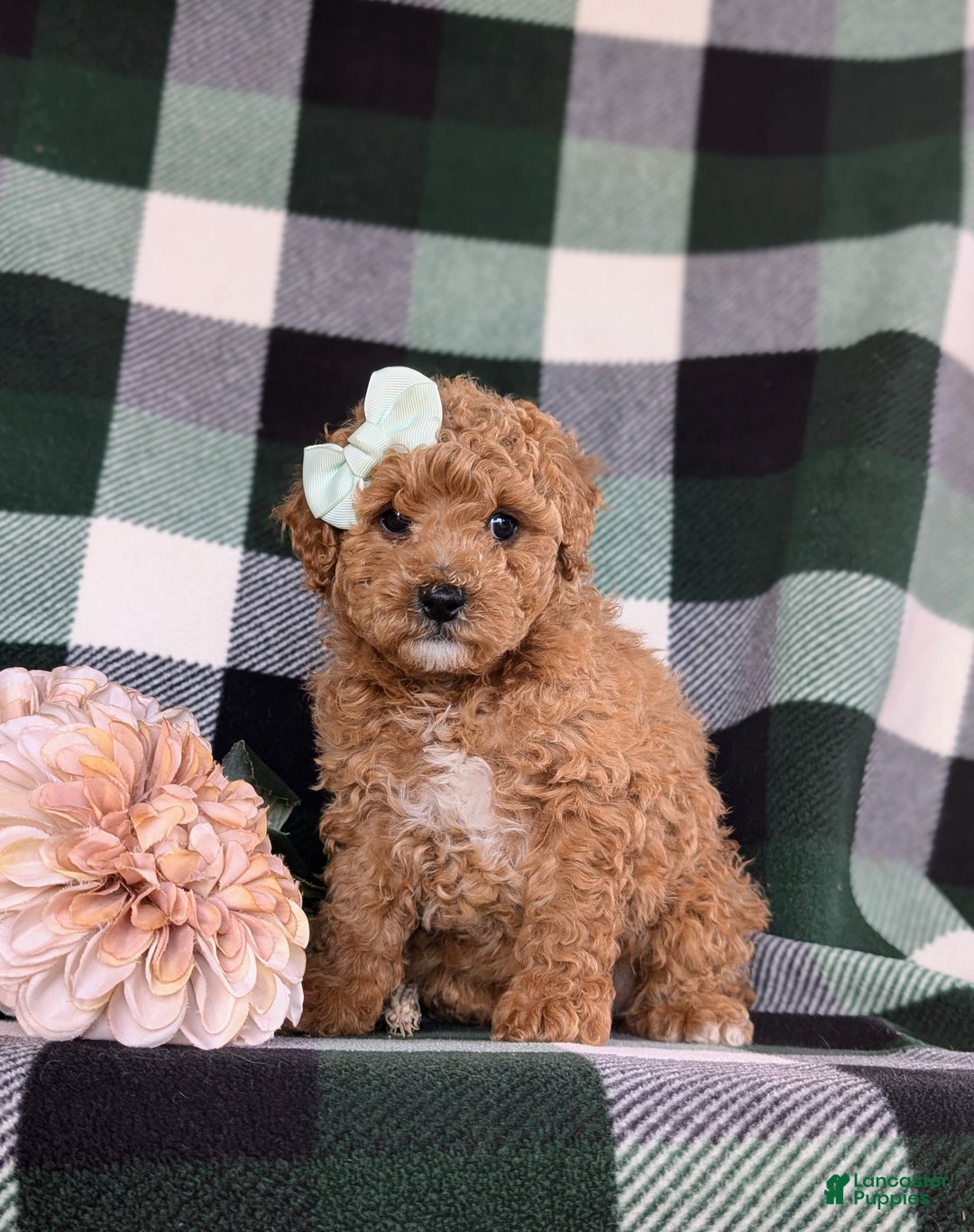 Miniature Poodle dogs for sale: Priscilla 9 lbs Full Grown - Ad 2