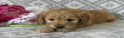 Goldendoodle dogs for sale: Iris - Ad 3