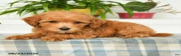 Mini Goldendoodle dogs for sale: Trixy - Ad 3