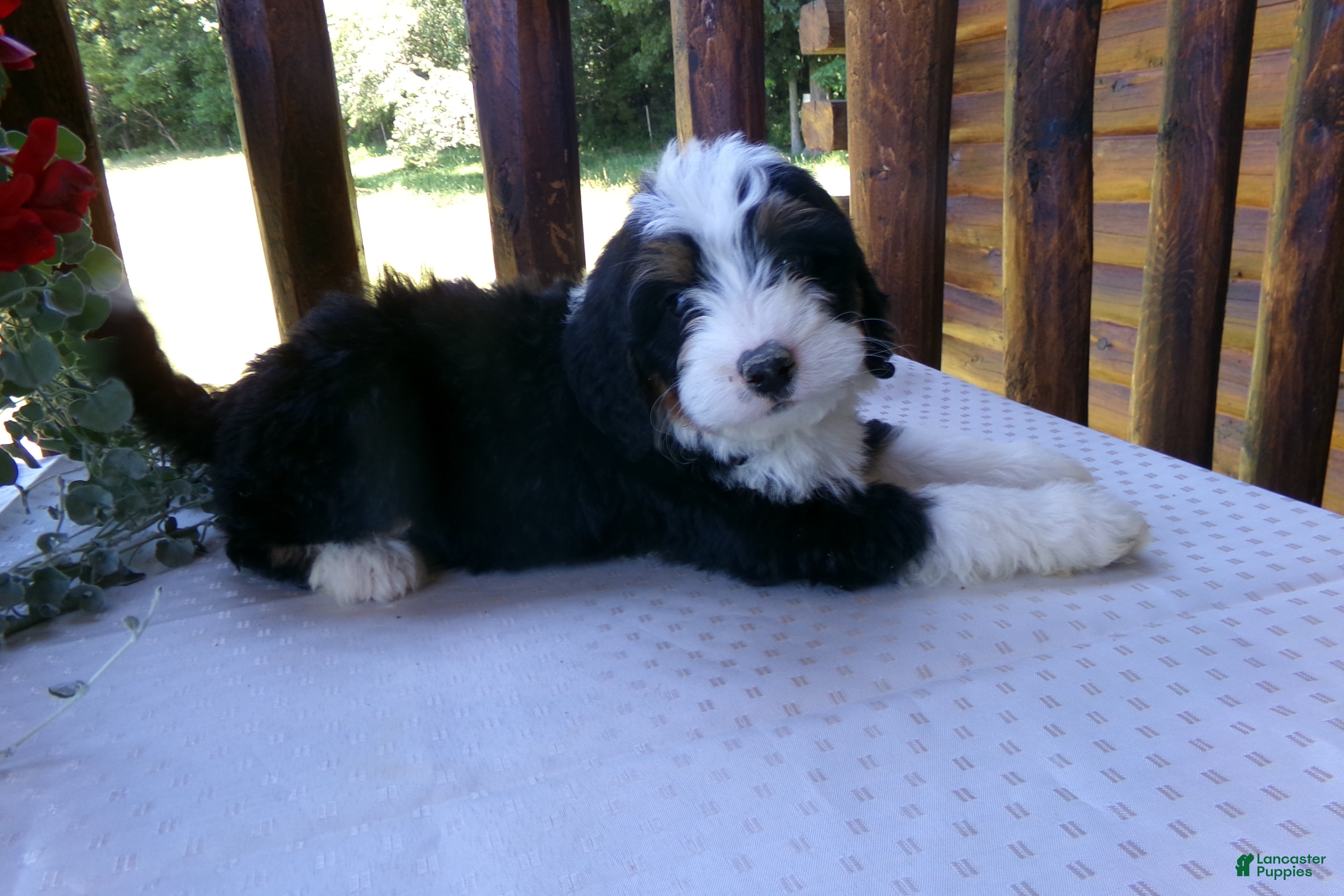 Mini Bernedoodle dogs Benji - Ad 2