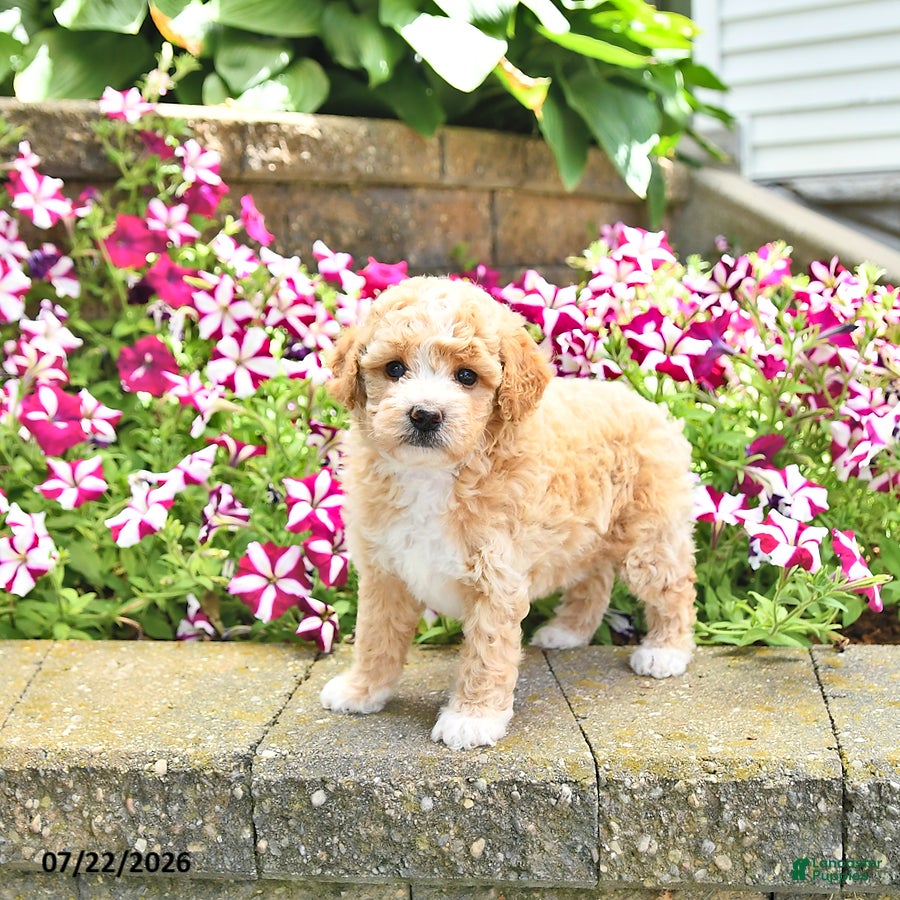 Toy Poodle dogs Kaylee - Ad 2