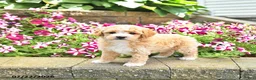 Toy Poodle dogs for sale: Kaylee - Ad 2
