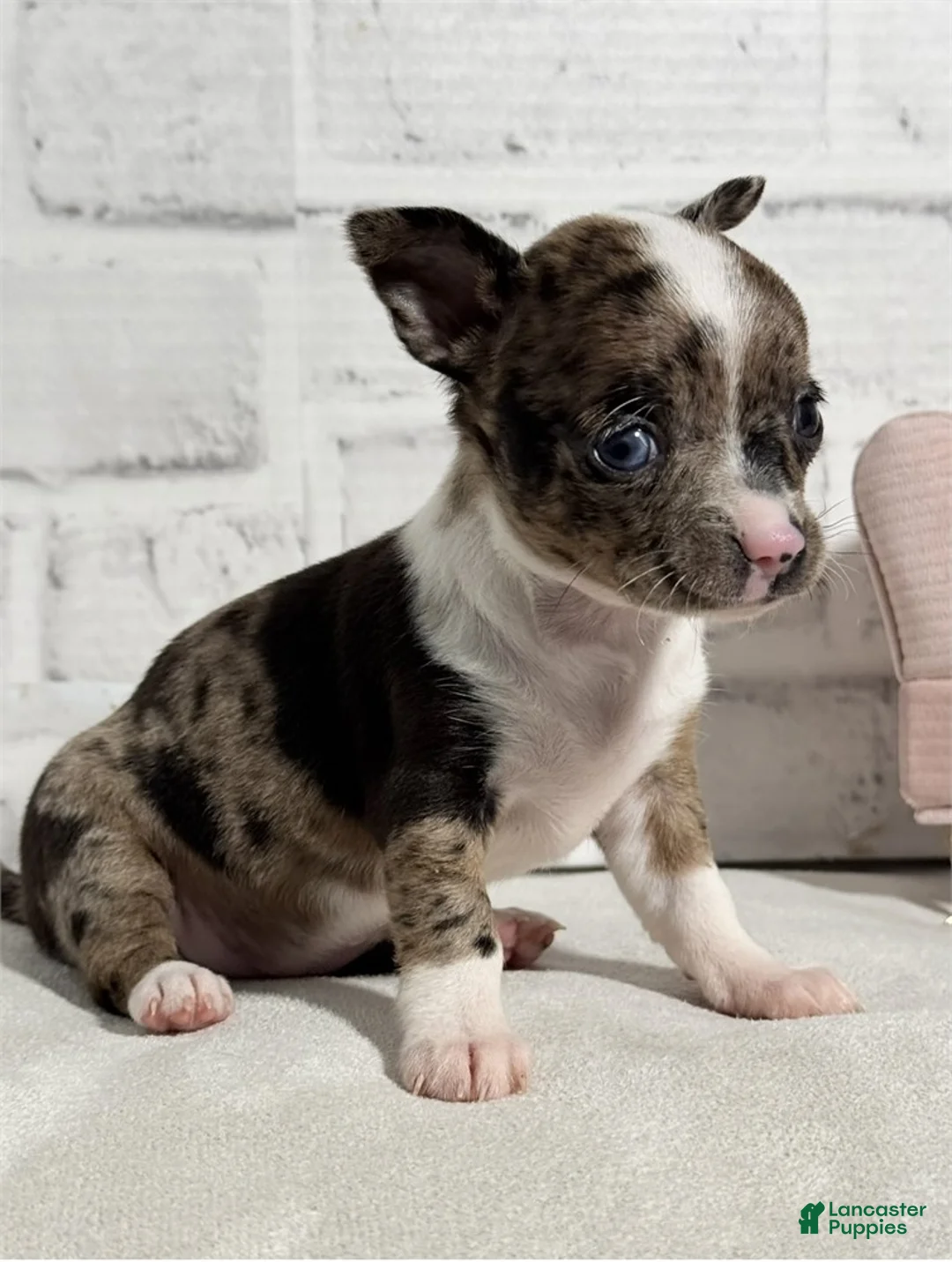 Chihuahua dogs for sale: Chihuahua Puppy 1 - Ad 3