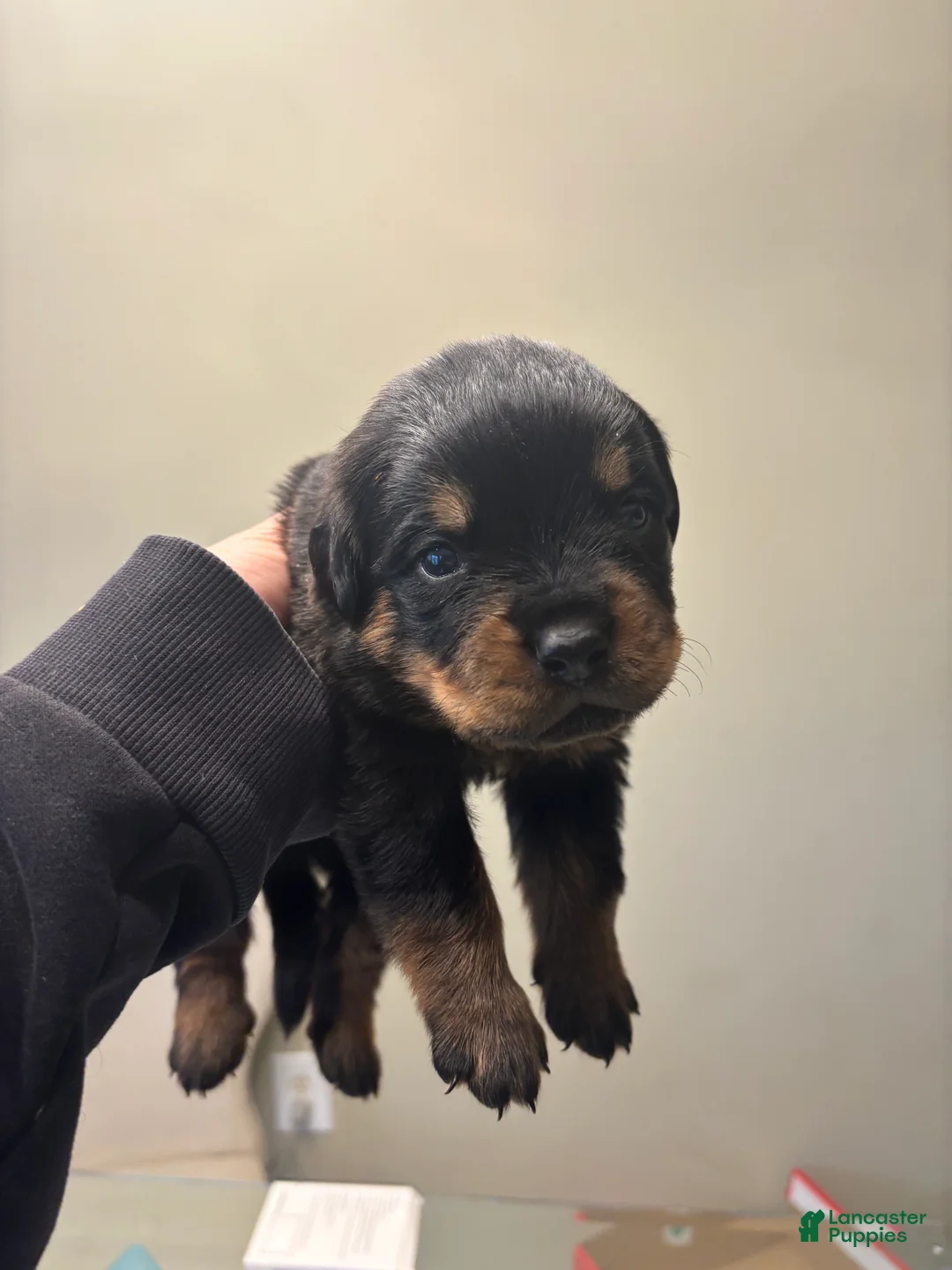 Rottweiler dogs for sale: Yellow - Ad 2