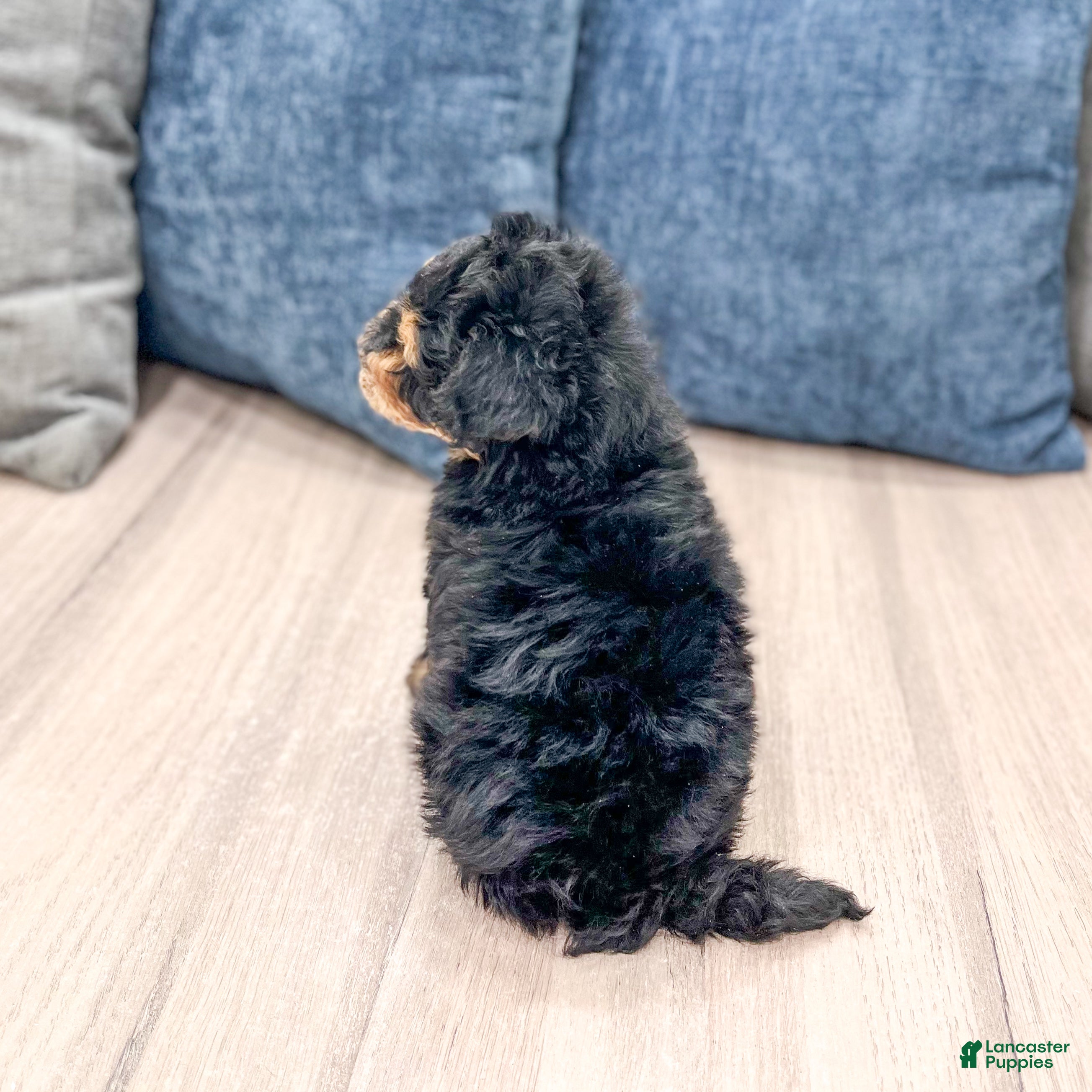 Mini Bernedoodle dogs for sale: Champ - Ad 6