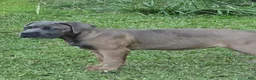 Cane Corso dogs for sale: Cane Corso Puppy 3 - Ad 1