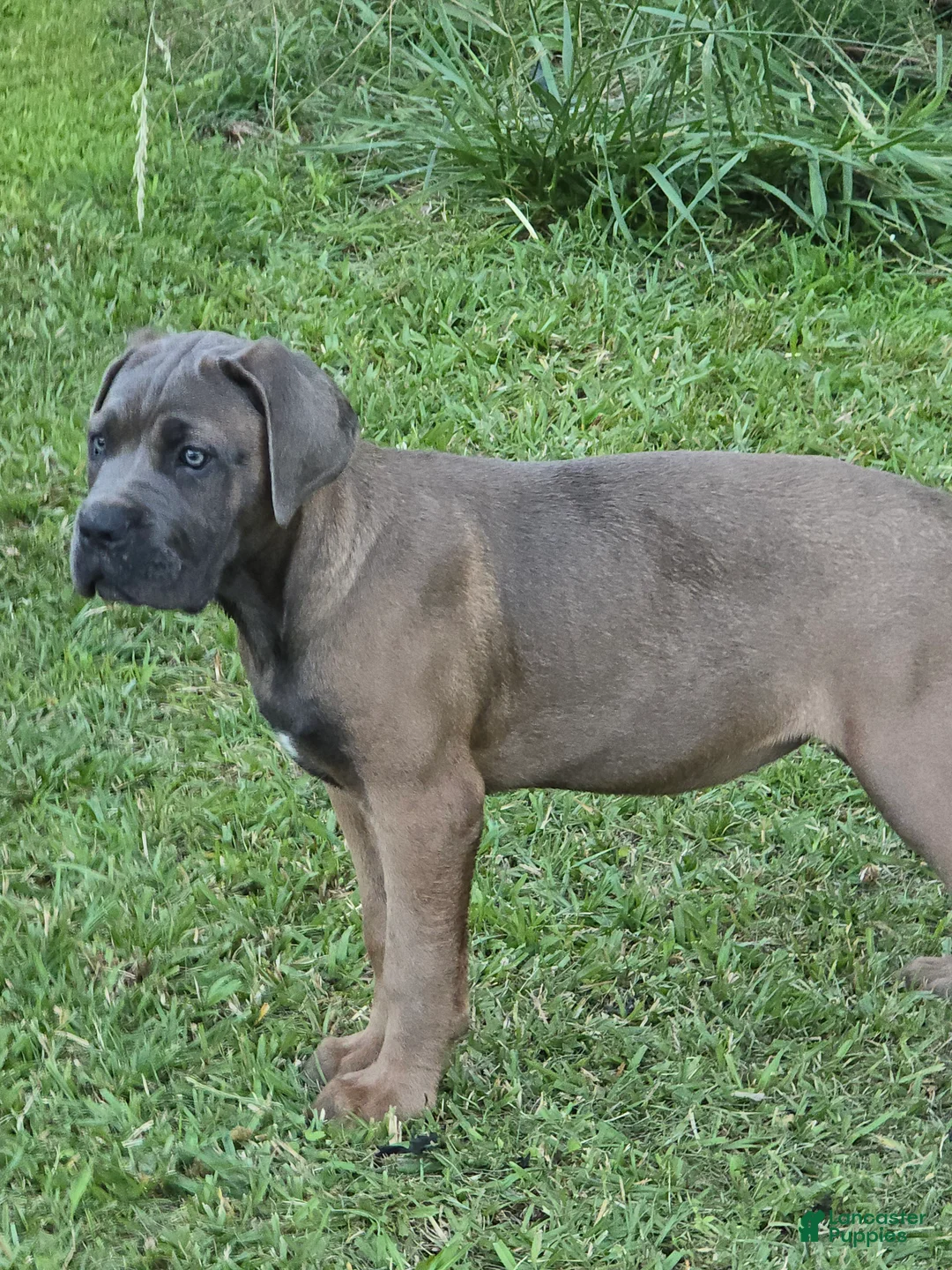 Cane Corso dogs for sale: Cane Corso Puppy 3 - Ad 1
