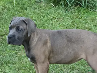 Cane Corso dogs for sale: Cane Corso Puppy 3 - Ad 3