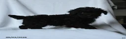 Toy Poodle dogs for sale: Harley - Ad 4