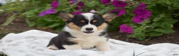 Welsh Corgi Pembroke dogs for sale: Rosie - Ad 4