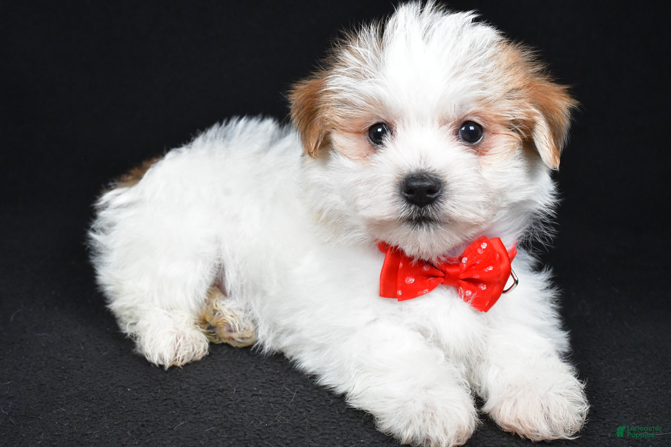 Morkie dogs Vance - Ad 2