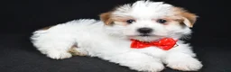 Morkie dogs for sale: Vance - Ad 2