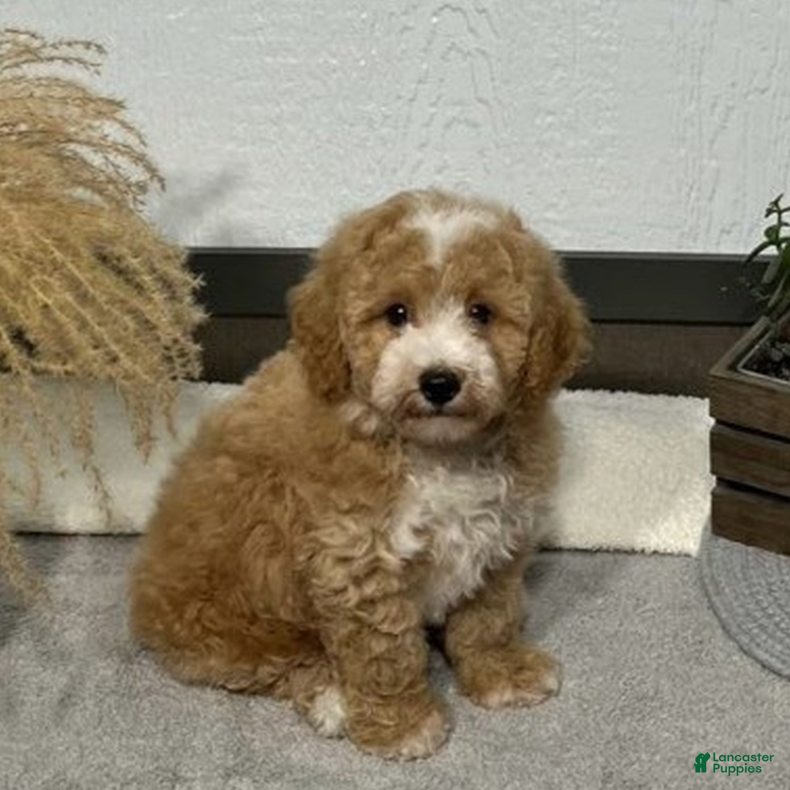Bichpoo dogs Ty  - Ad 1