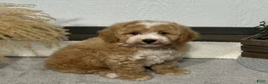 Ty 