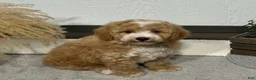 Bichpoo dogs for sale: Ty  - Ad 1