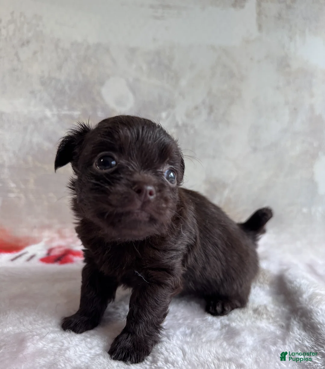 Mixed Breed dogs for sale: Drama King - Ad 1