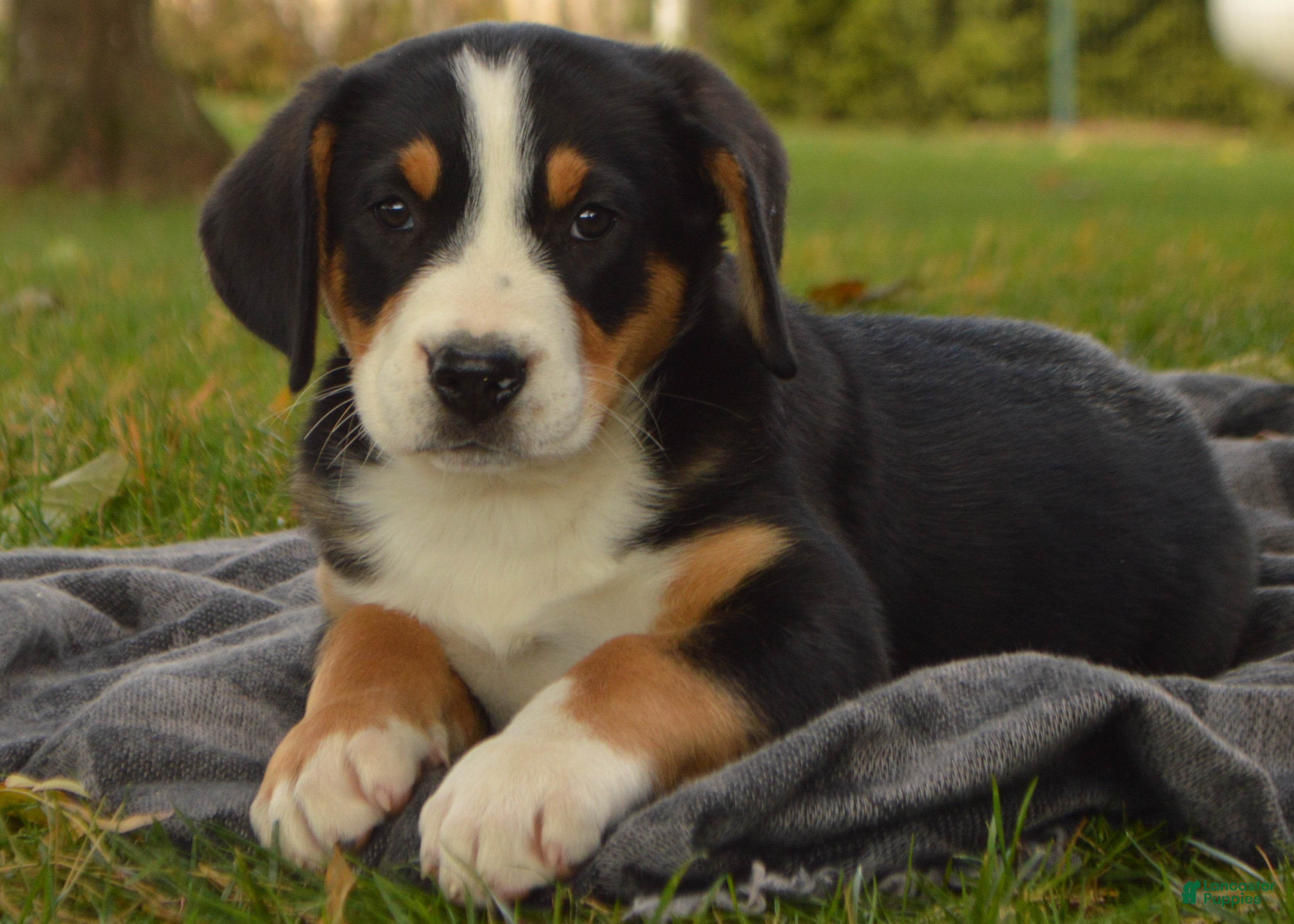 Greater Swiss Mountain Dog dogs Gwen - Ad 3