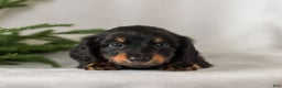 Miniature Dachshund dogs for sale: Indigo - Ad 2