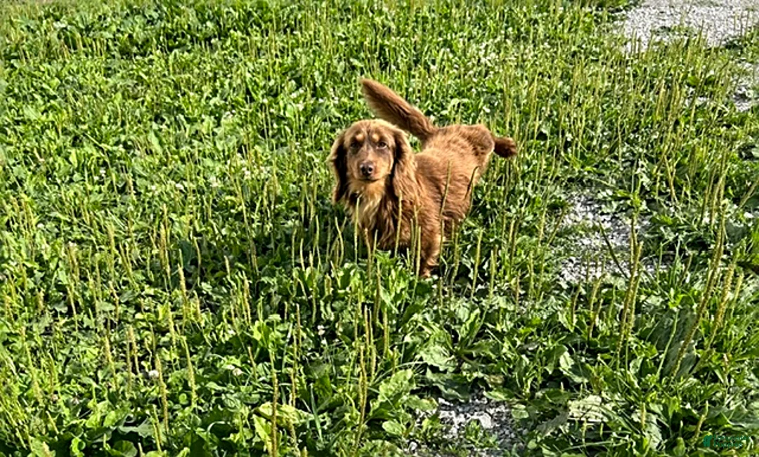 Dachshund dogs for sale: Colby - Ad 4