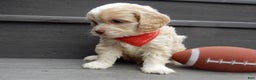 Cockapoo dogs for sale: Joey - Ad 2