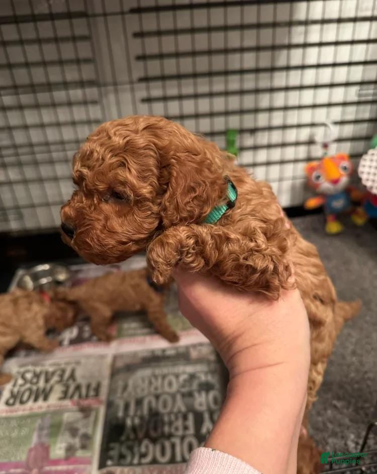 Cavapoo dogs Stacey  - Ad 17