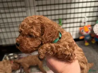 Cavapoo dogs Stacey - Ad 17