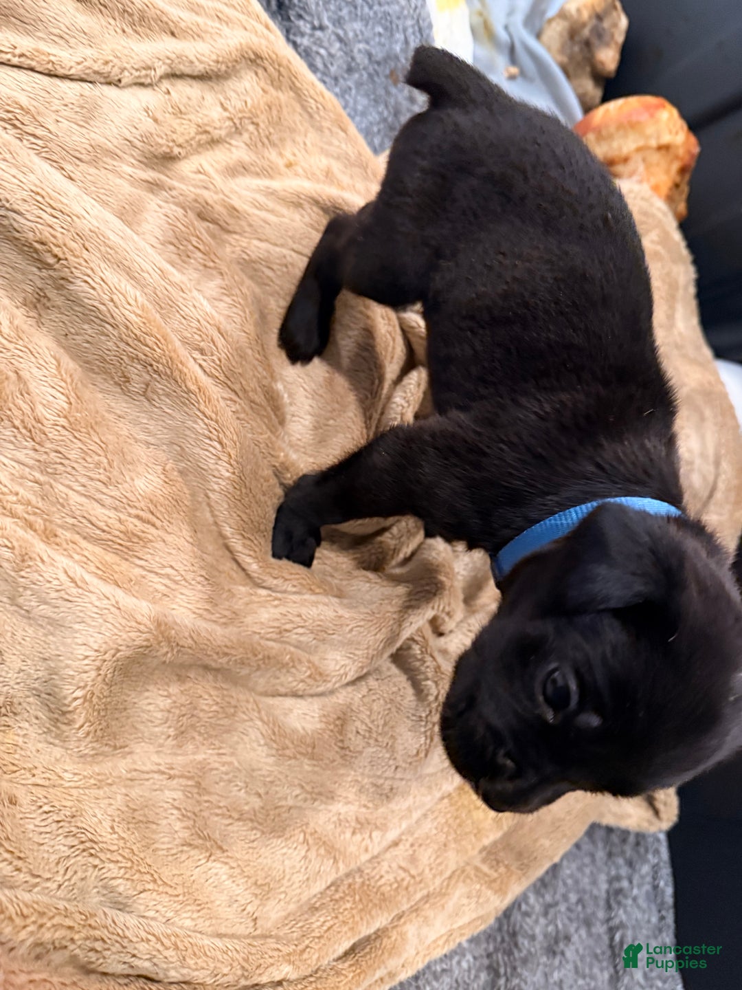 Cane Corso dogs for sale: Thanos (Gray) - Ad 5