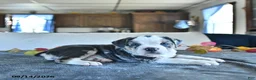 Beabull dogs for sale: Valerie - Ad 2