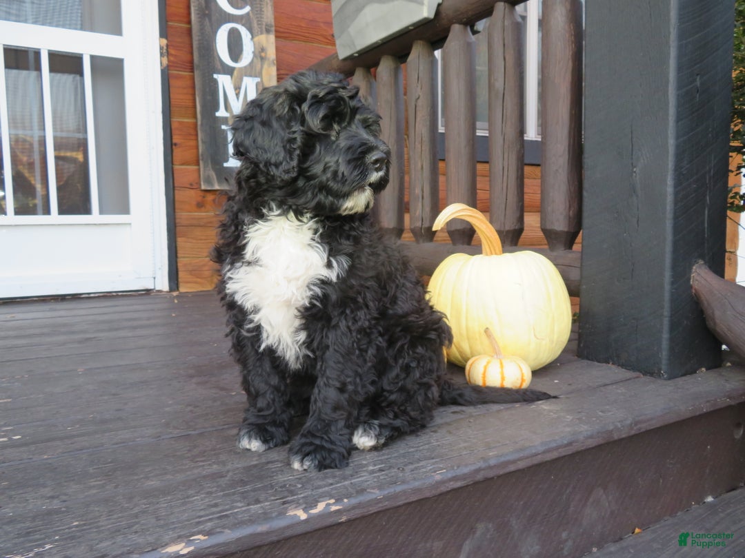 Portuguese Water Dog dogs for sale: Cody - Ad 22