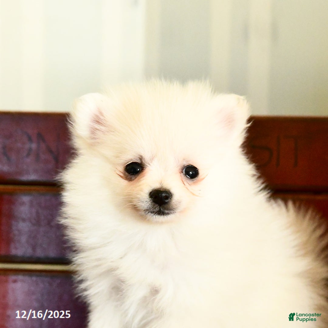 Pomeranian dogs for sale: Charm  - Ad 2