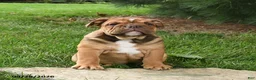 English Bulldog dogs for sale: Denver - Ad 5