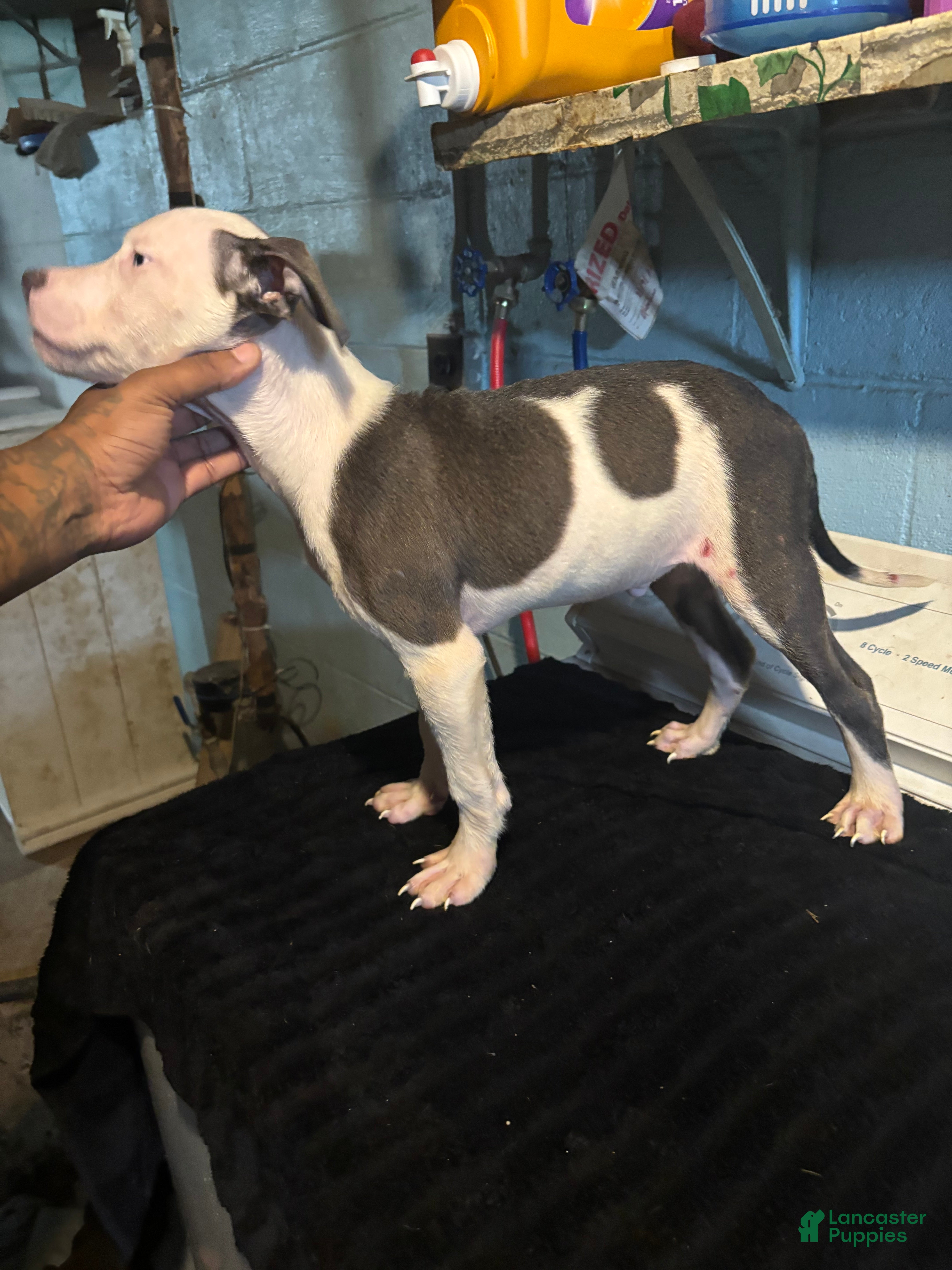 American Staffordshire Terrier dogs American Staffordshire Terrier 4 - Ad 2