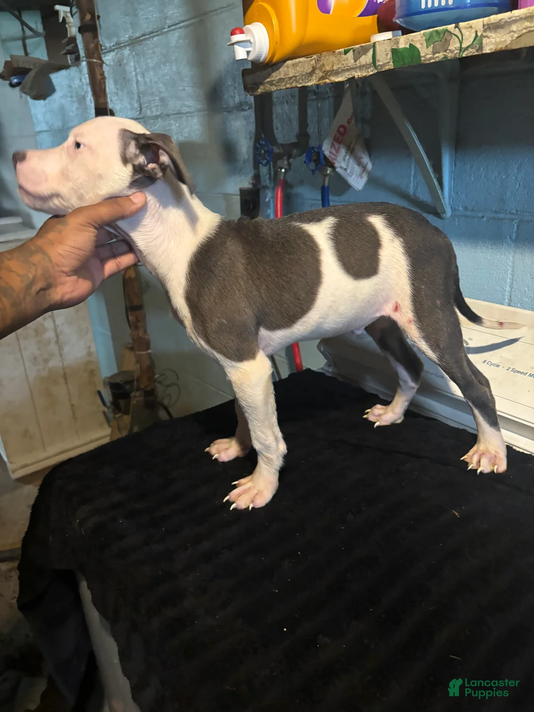 American Staffordshire Terrier dogs for sale: American Staffordshire Terrier 4 - Ad 2