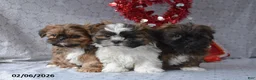 Shih Tzu dogs for sale: Snickers - Ad 3