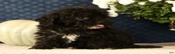 Havapoo dogs for sale: Koby - Ad 9