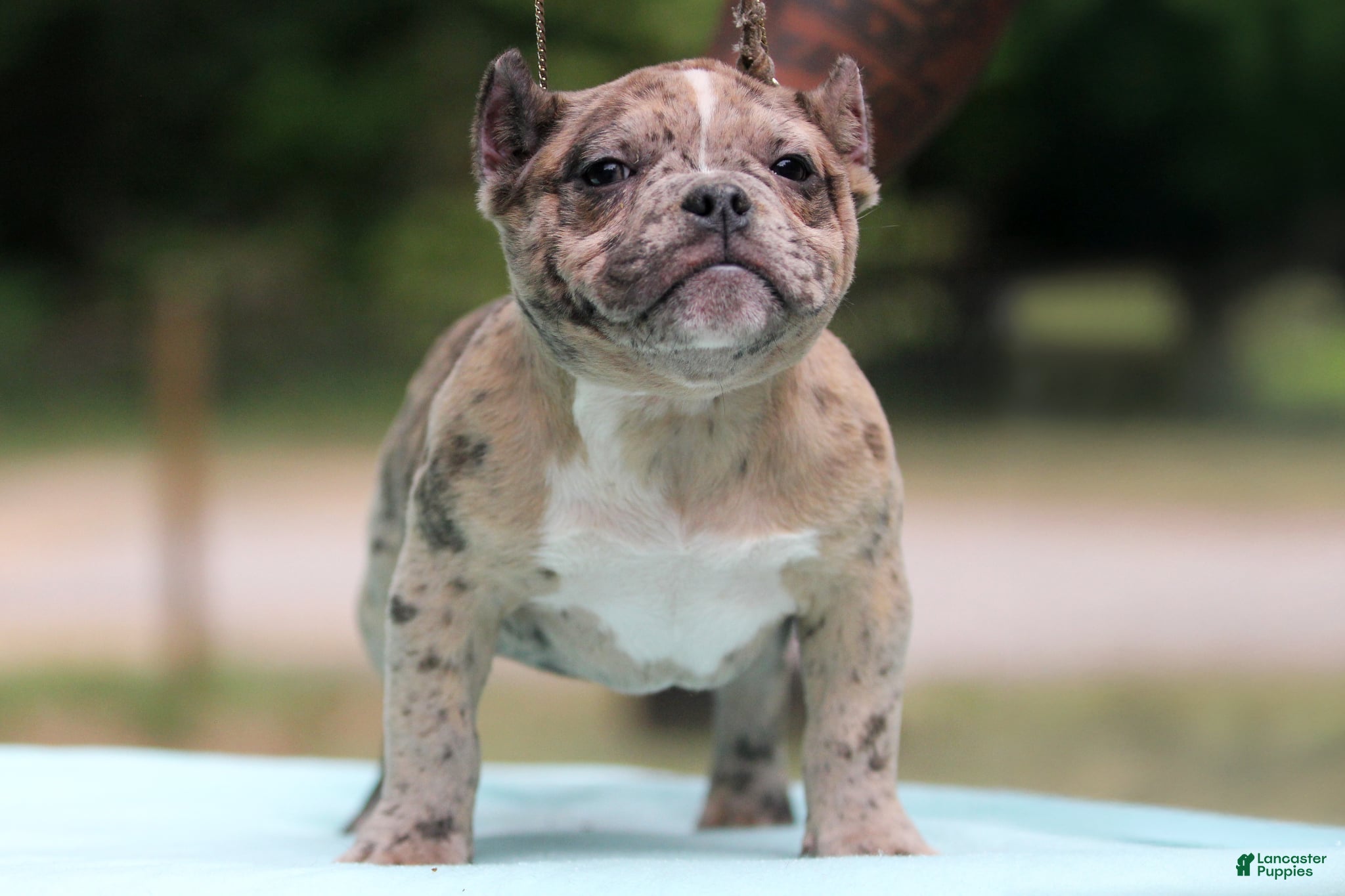 American Bully dogs Black Brindle Merle Female - Ad 2
