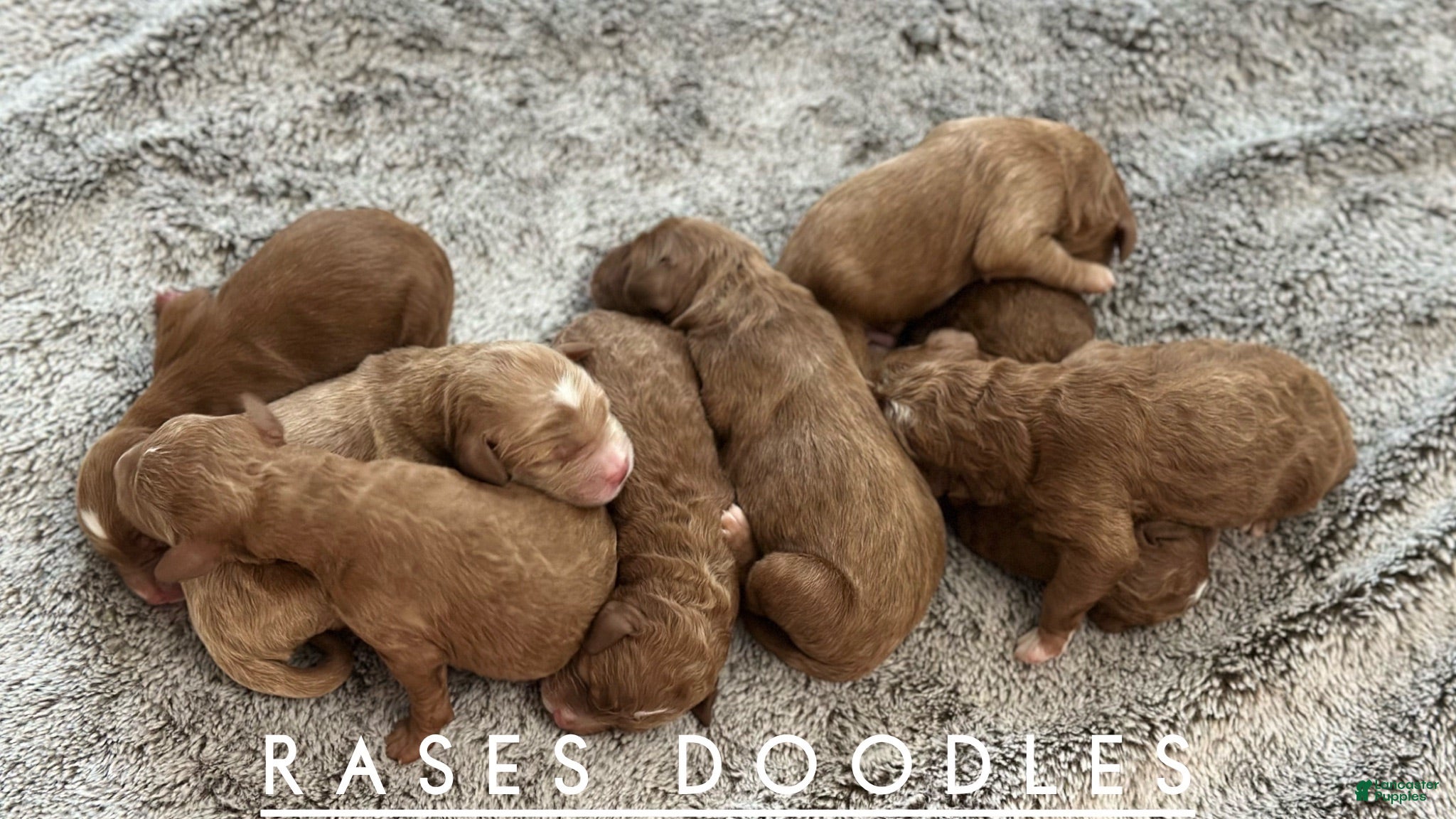 Mini Goldendoodle dogs Benny - Ad 2