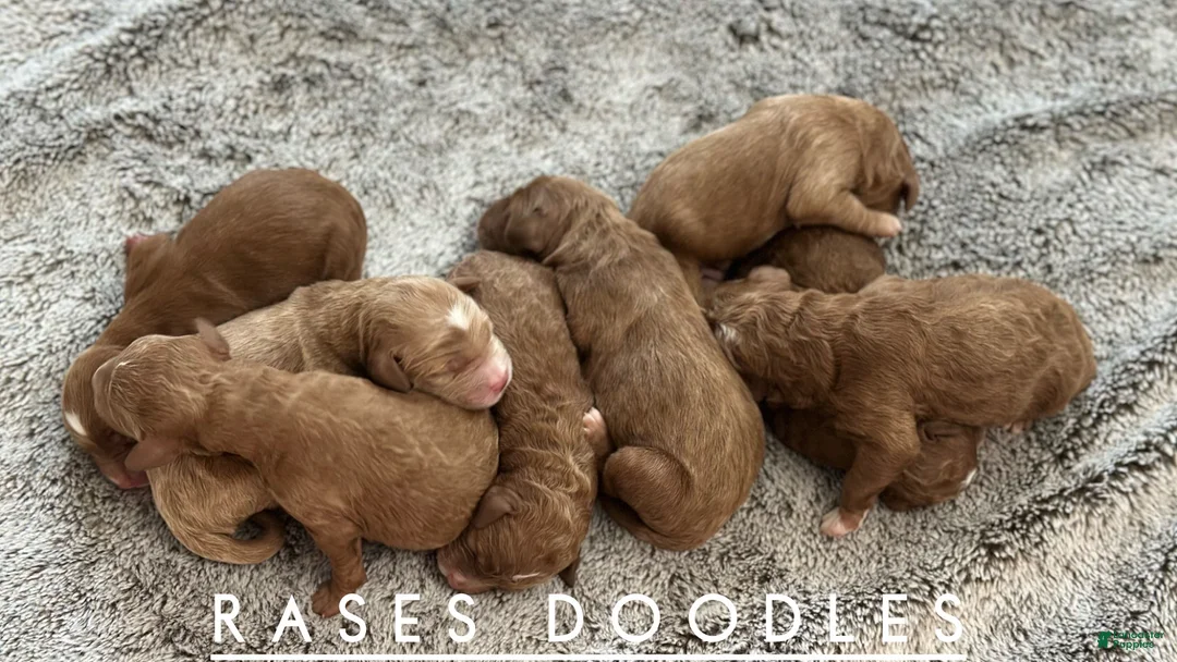 Mini Goldendoodle dogs for stud: Benny - Ad 2