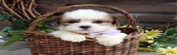 Teddy Bear dogs for sale: Lily - Ad 5