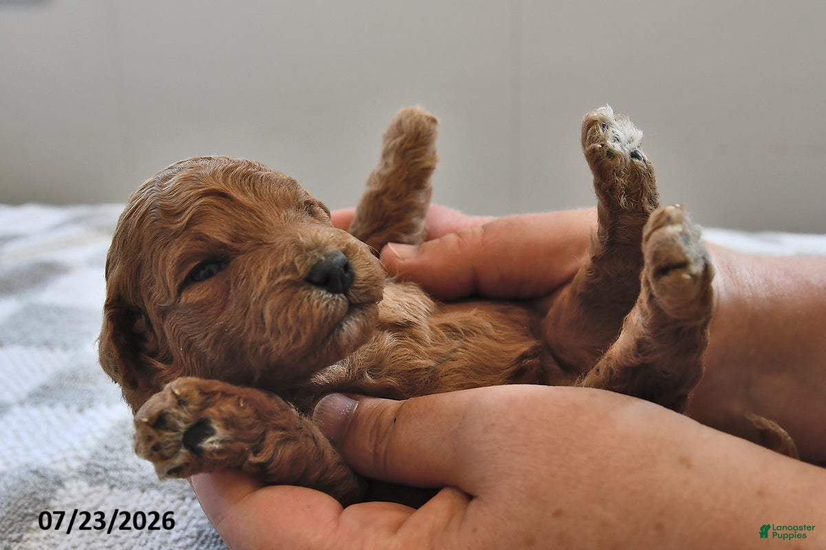 Mini Goldendoodle dogs Penny - Ad 1