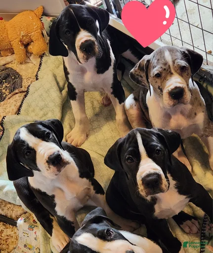 Gallery Image {{count}}